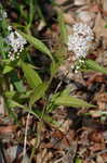 Swamp milkweed